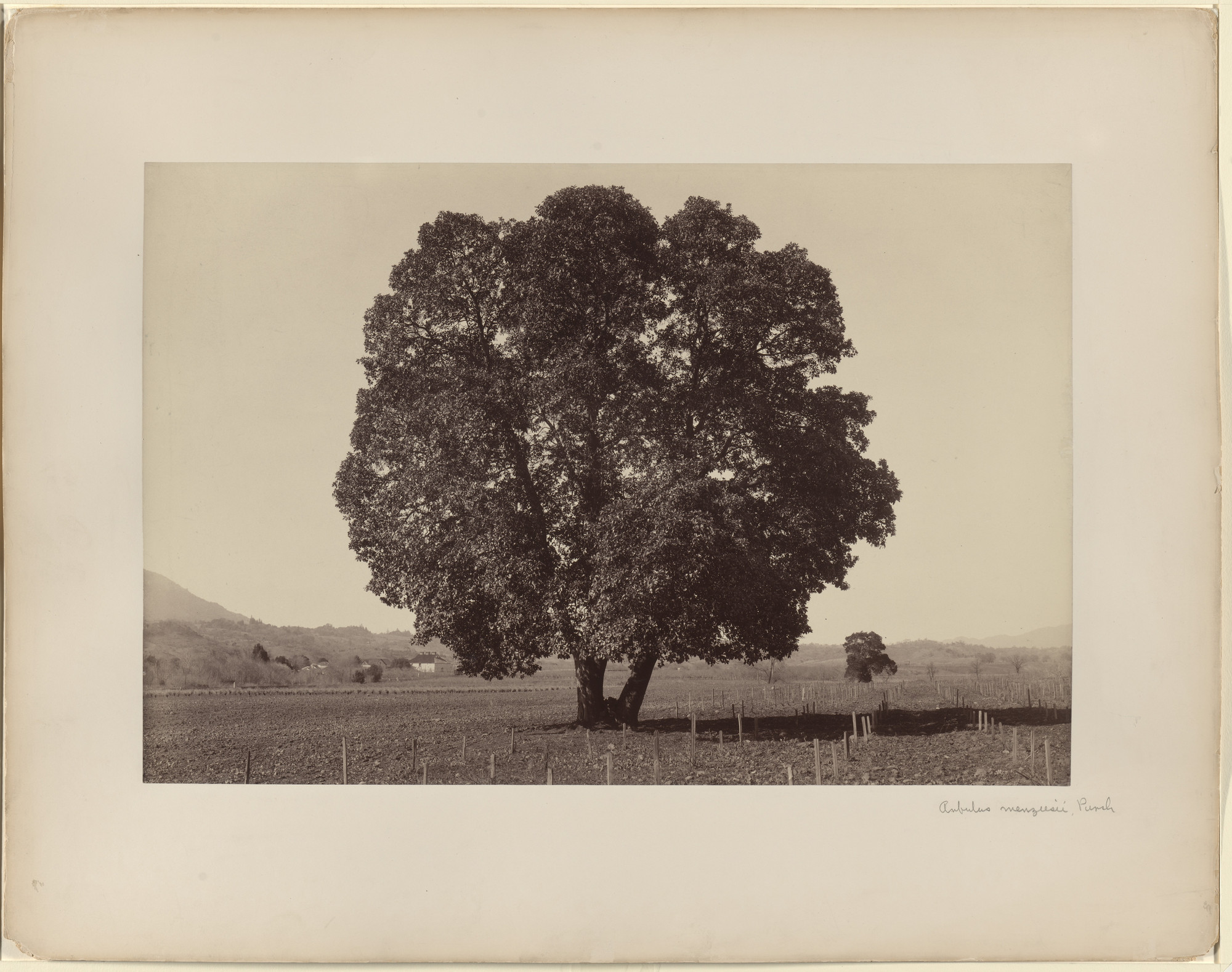 Carleton E. Watkins. Arbutus Menziesii, Pursh