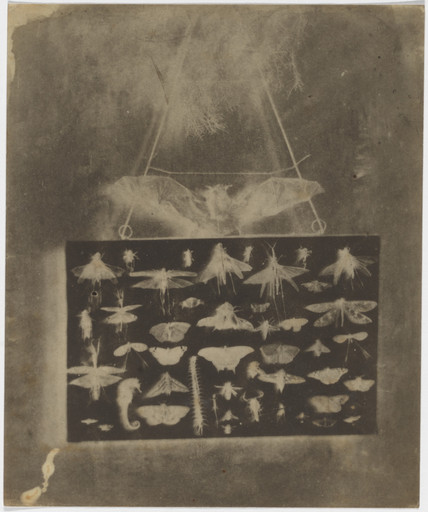 Alfred Capel Cure. My Beasts. February 1, 1852