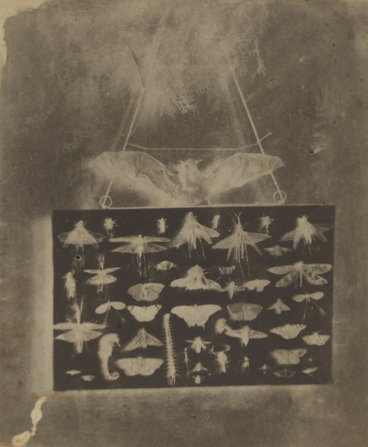Alfred Capel Cure. My Beasts. February 1, 1852