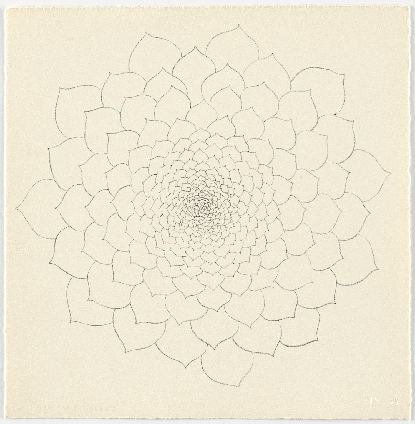 Ruth Asawa. Untitled from Flowers. 1965