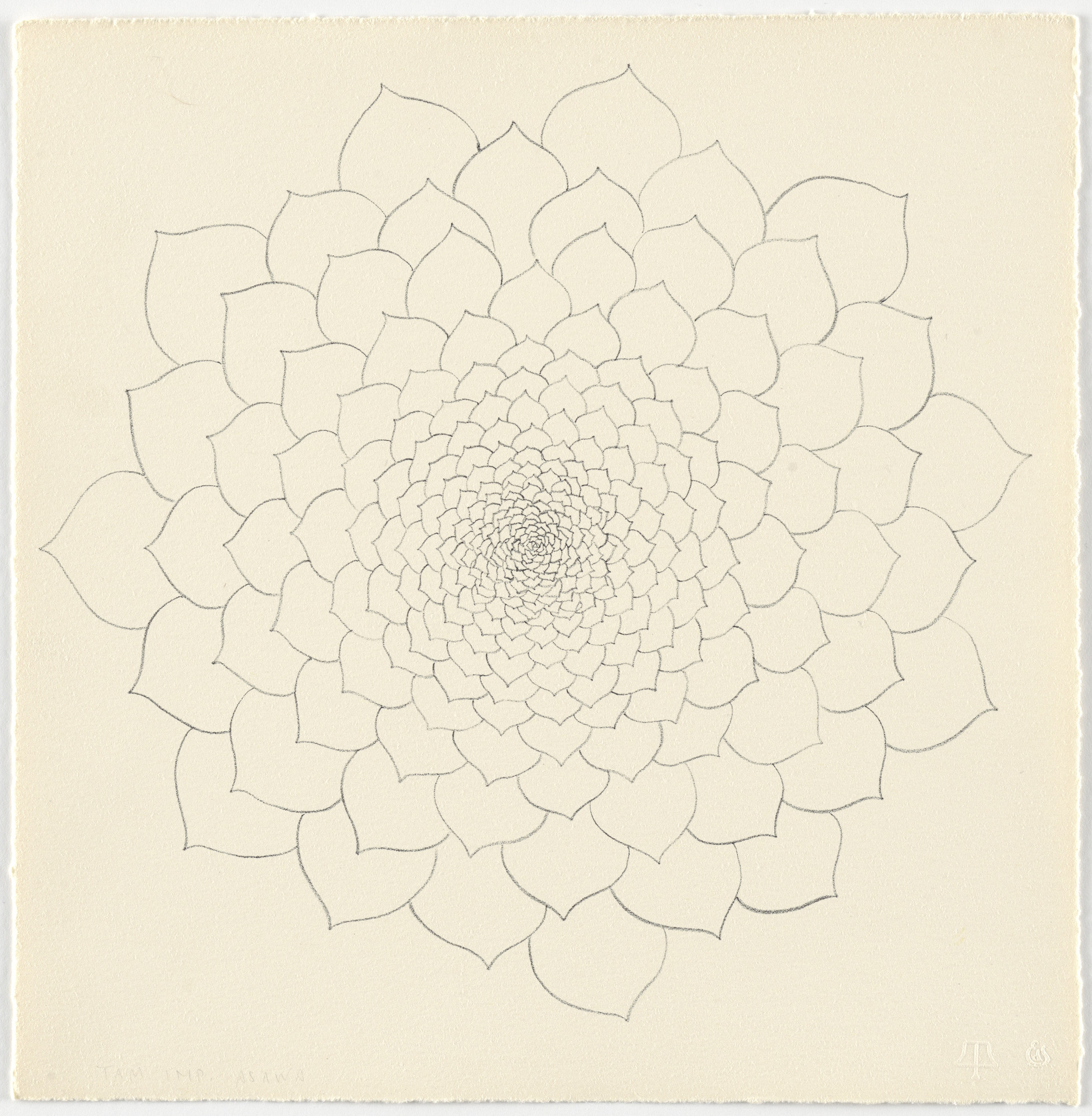 Ruth Asawa. Untitled (TAM.1480, Succulent from the portfolio Flowers)