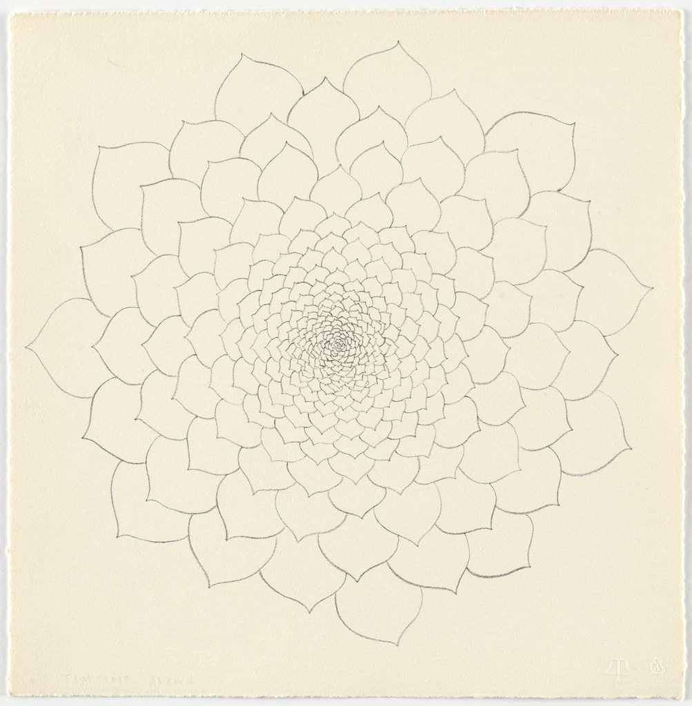 Untitled (TAM.1480, Succulent from the portfolio Flowers)