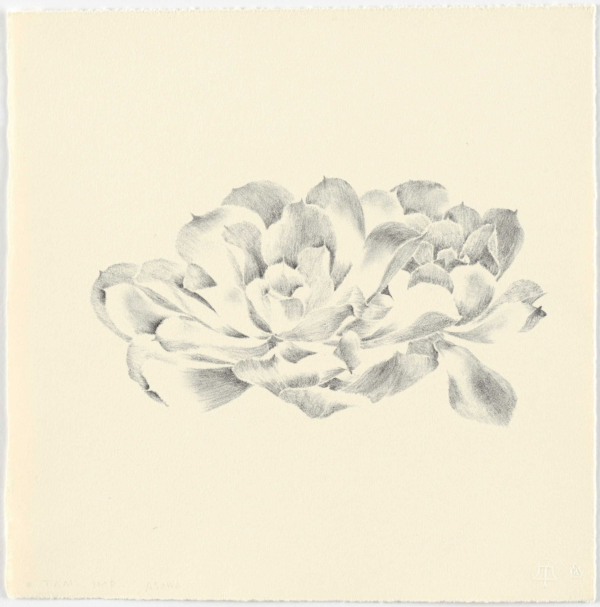 Ruth Asawa. Untitled (TAM.1481, Succulent from the portfolio Flowers)