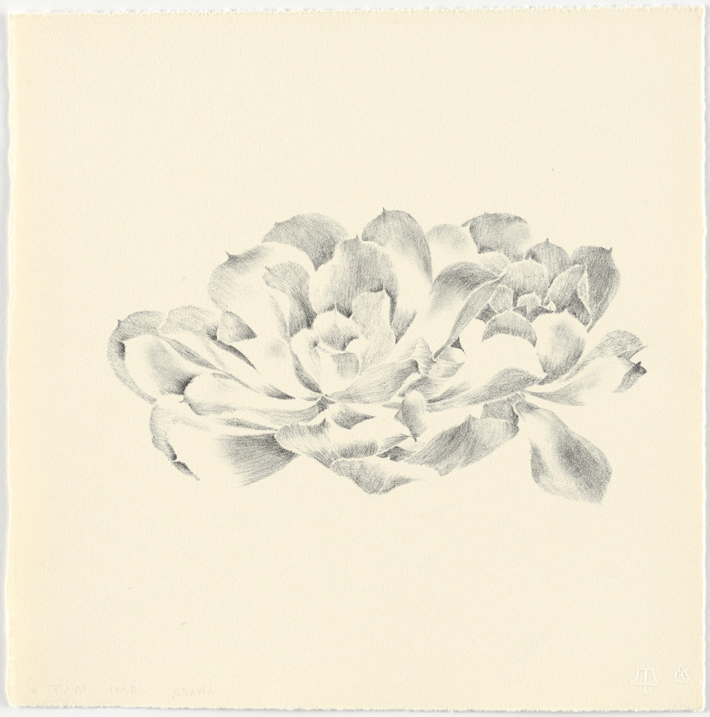 Untitled (TAM.1481, Succulent from the portfolio Flowers)