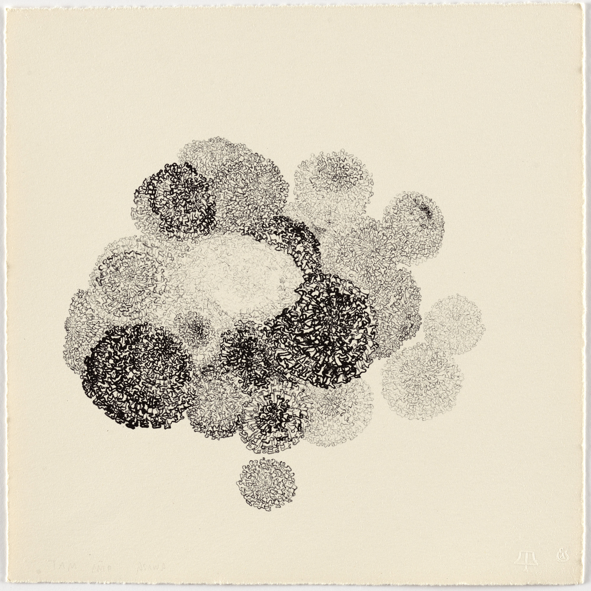 Ruth Asawa. Untitled (TAM.1483, Marigolds from the portfolio