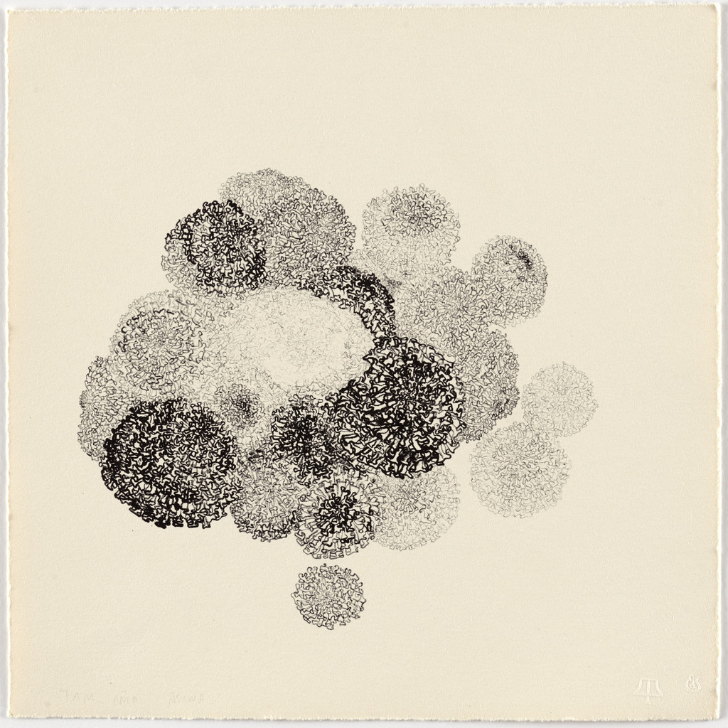 Untitled (TAM.1483, Marigolds from the portfolio Flowers)