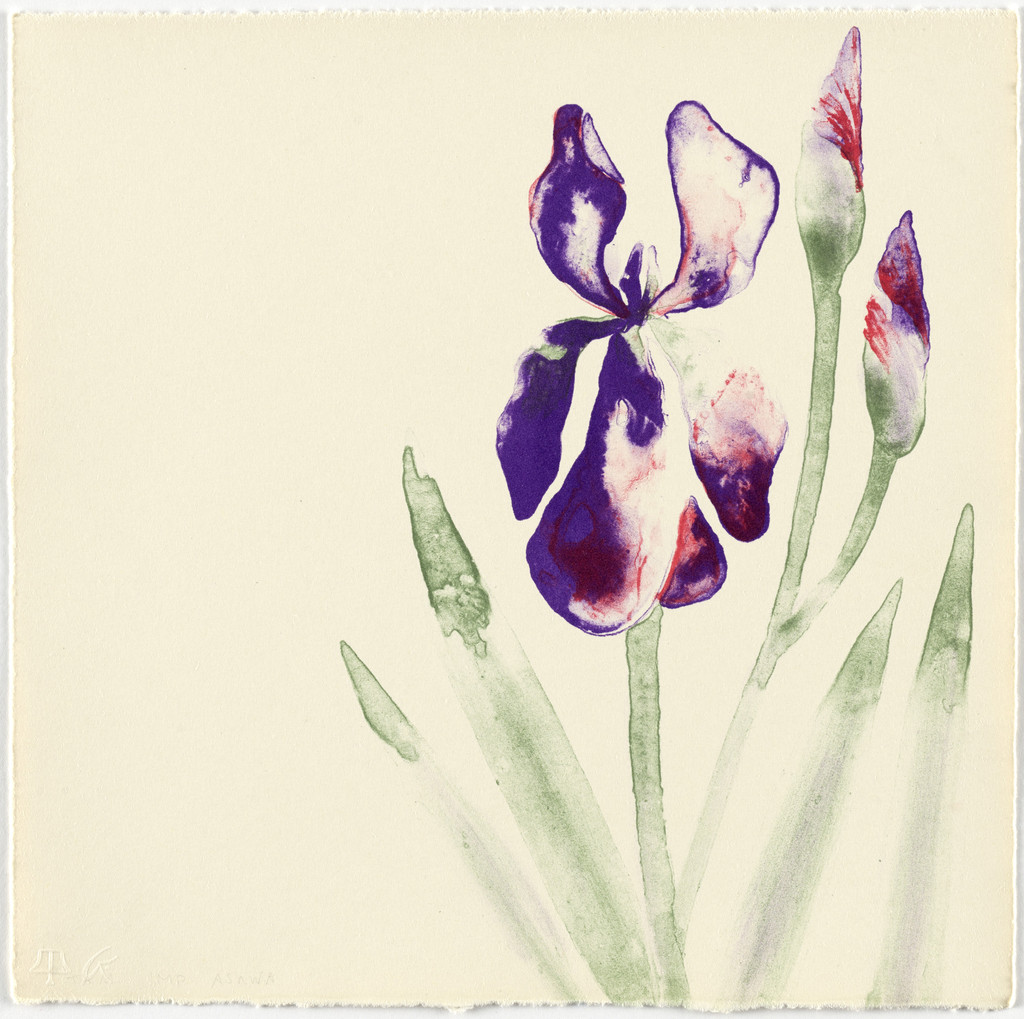 Untitled (TAM.1492, Iris from the portfolio Flowers), Ruth Asawa, 1965