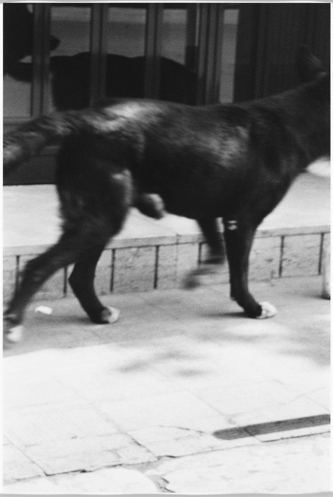 Untitled (for Parkett no. 33)