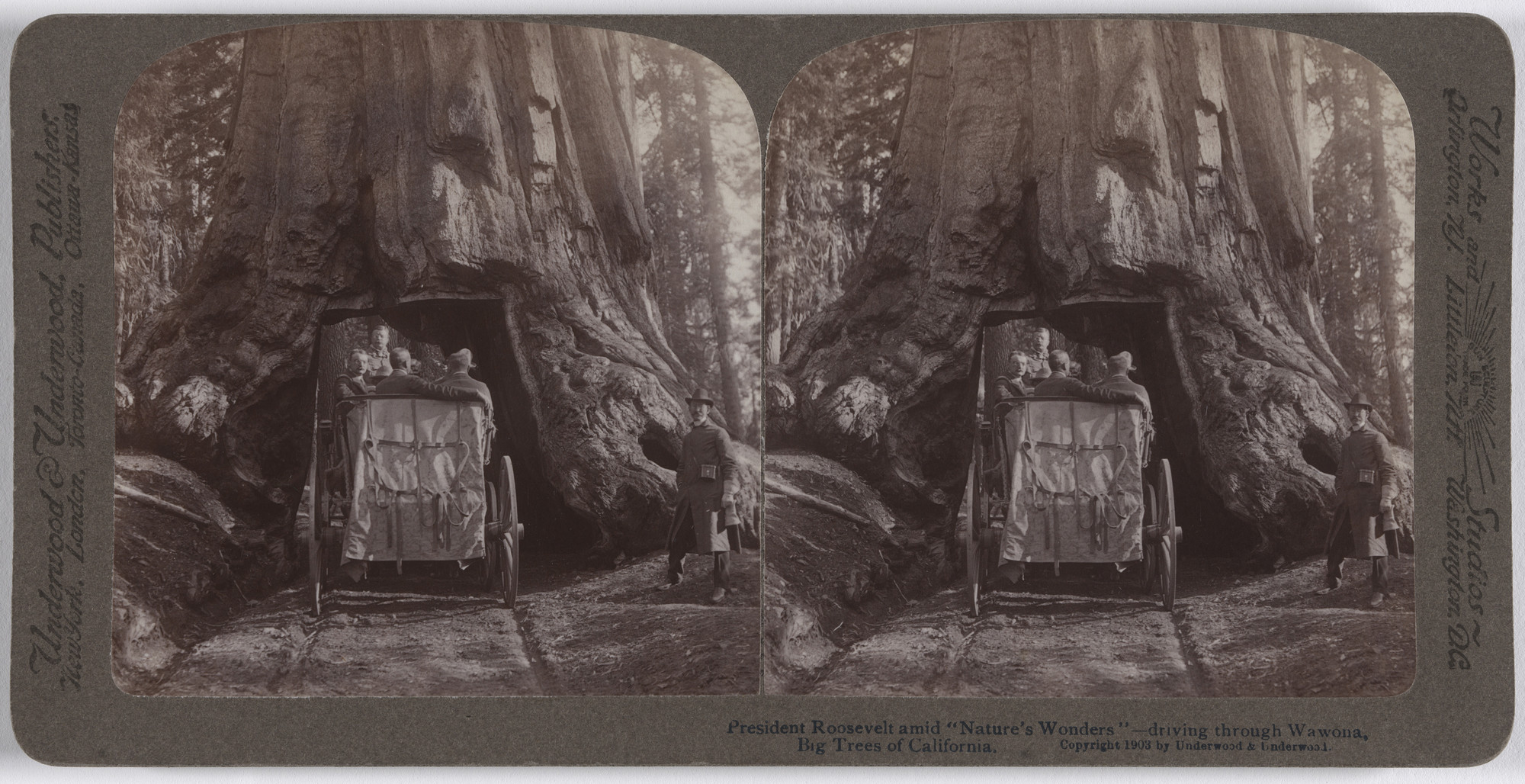 Underwood and Underwood. President Roosevelt Amid "Nature’s Wonders"—Driving through Wawona, Big Trees of California. 1903