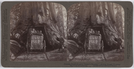 Underwood and Underwood. President Roosevelt Amid "Nature’s Wonders"—Driving through Wawona, Big Trees of California. 1903