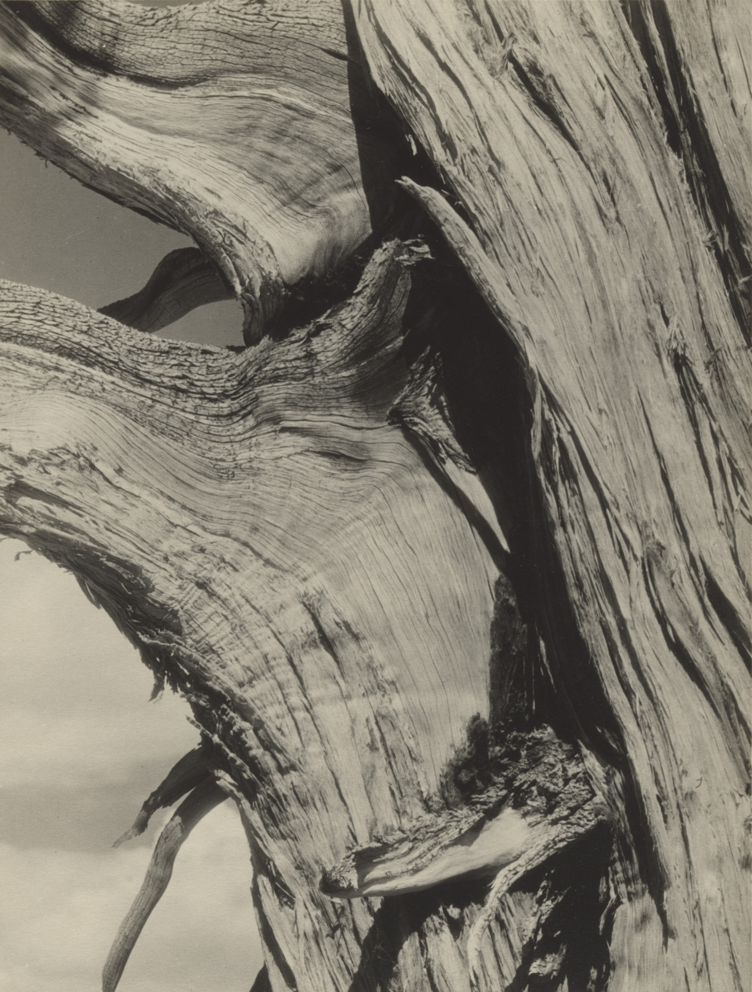 Ansel Adams. Sierra Juniper