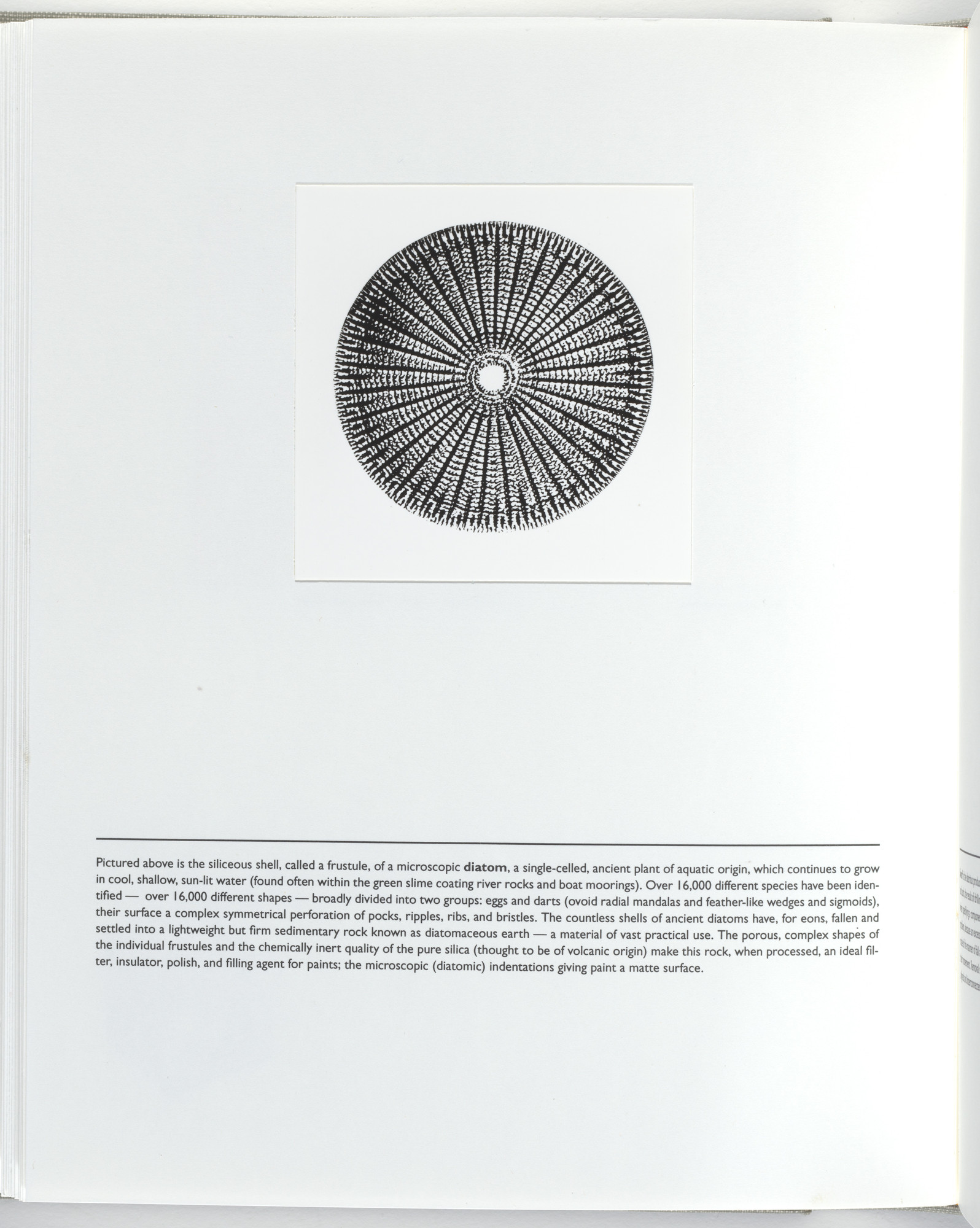 Jerome Neuner. Untitled (page from Sump)