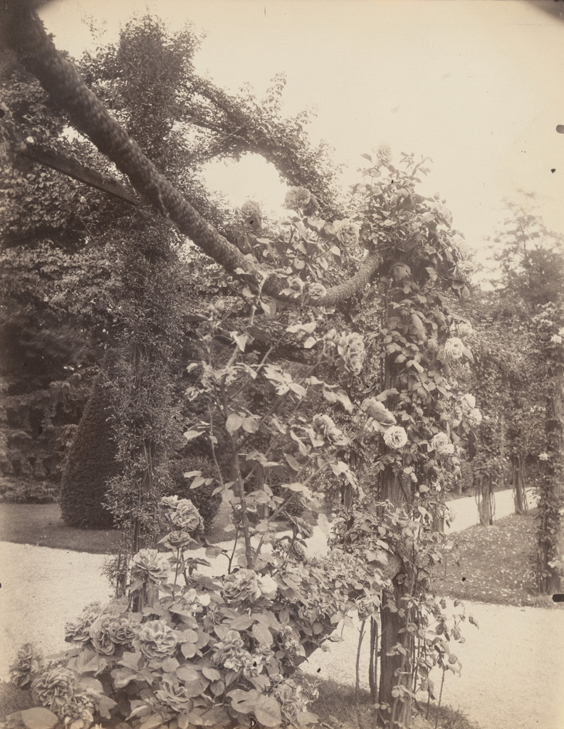 Roses, Parc de Bagatelle