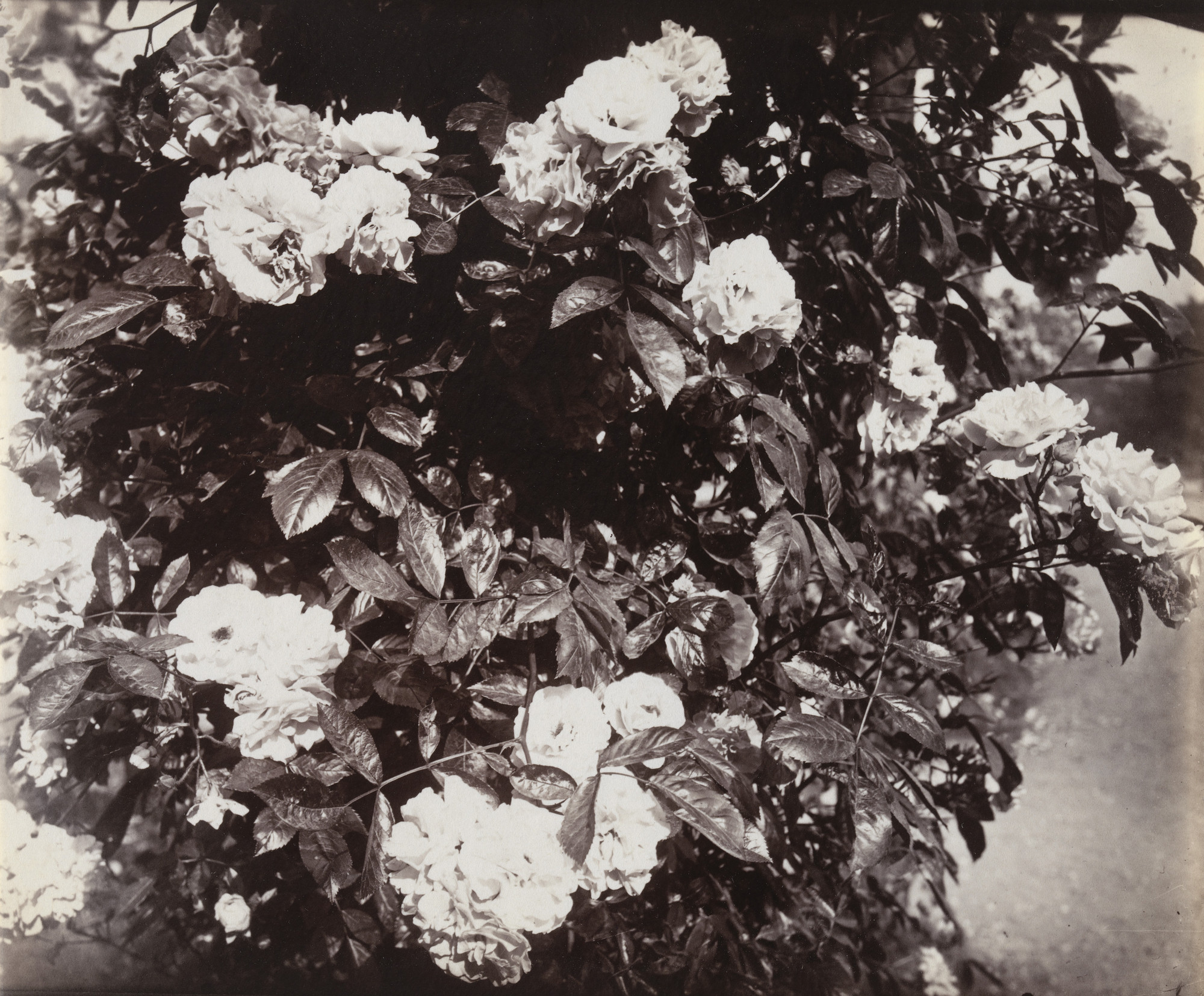 Eugène Atget. Bagatelle
