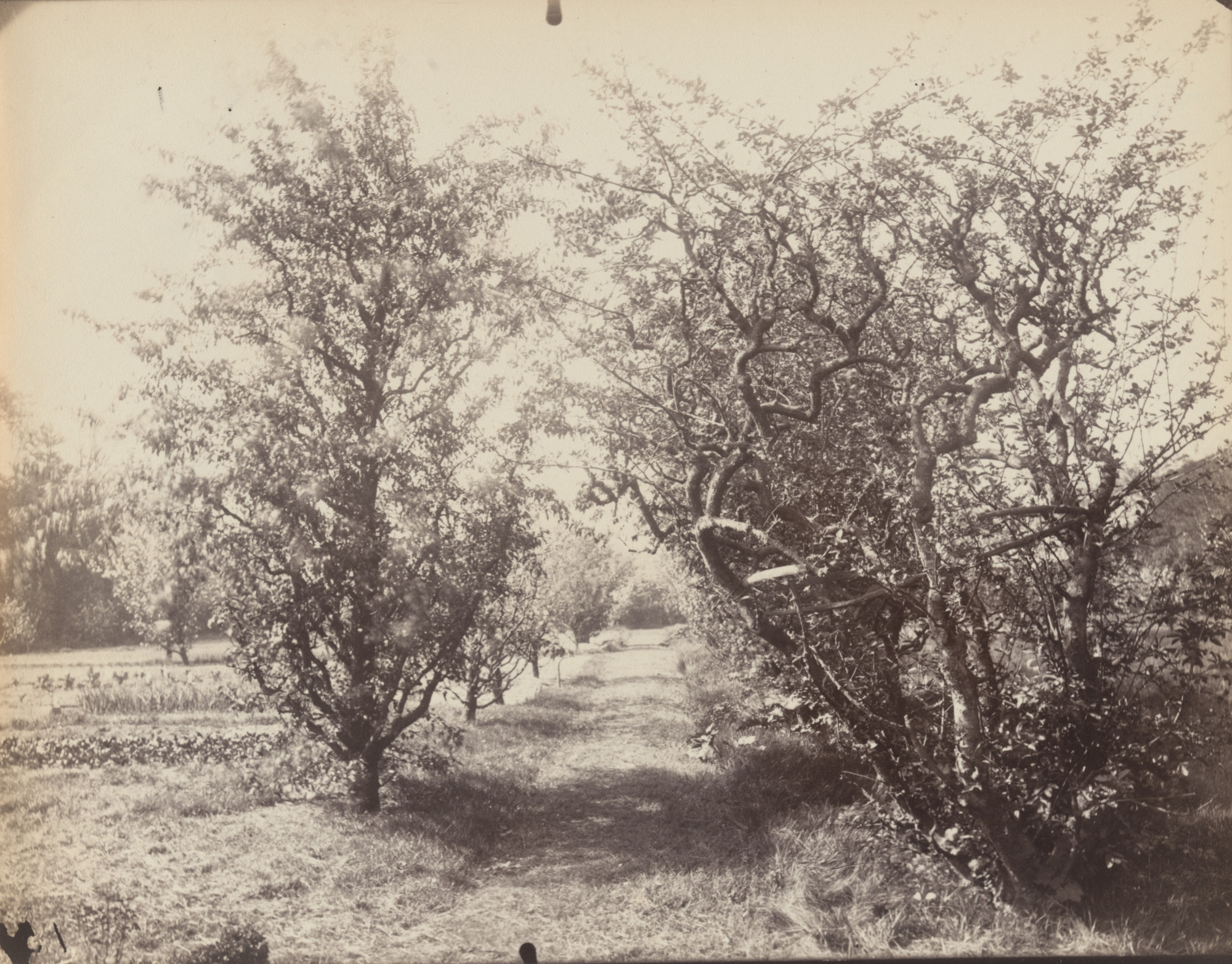 Eugène Atget. Parc Delessert