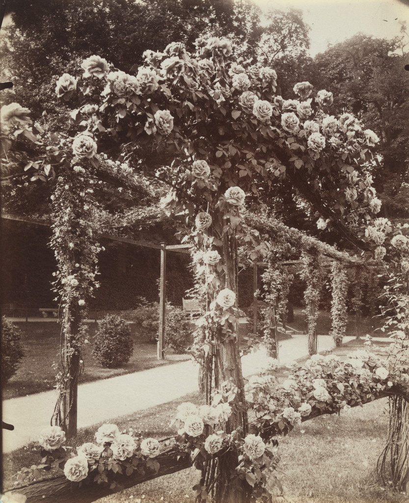 Roses, Parc de Bagatelle