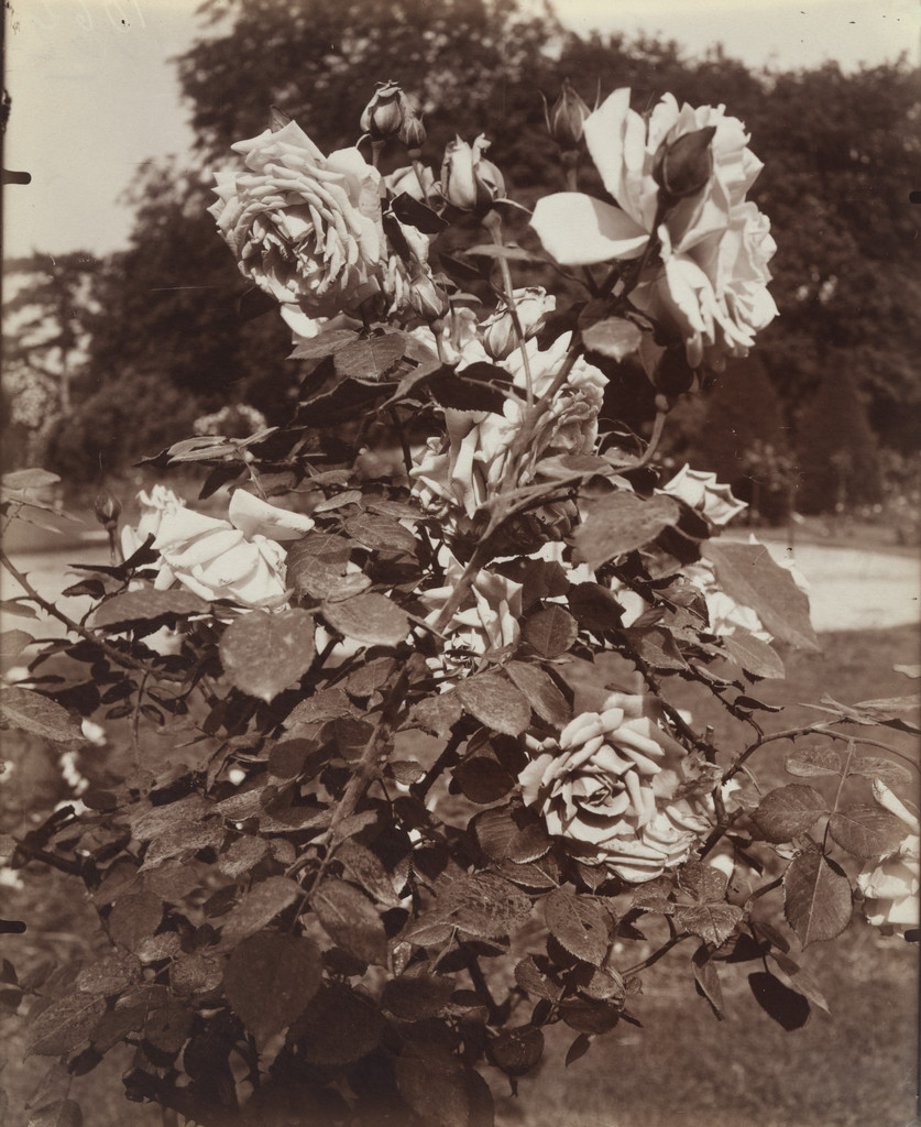 Roses, Eugène Atget, 1921