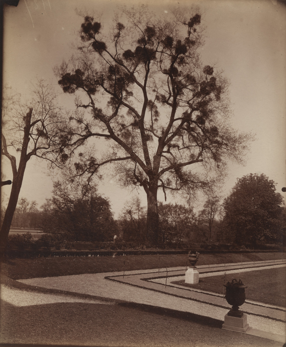 arbres majeurs d'Atget 大判アートブック Eugène Atget. Arbres, Bagatelle. 1922 | MoMA