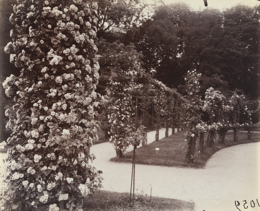 Roses, Parc de Bagatelle