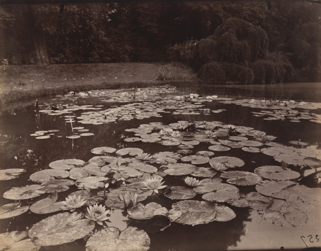 Nymphéa (Bagatelle)