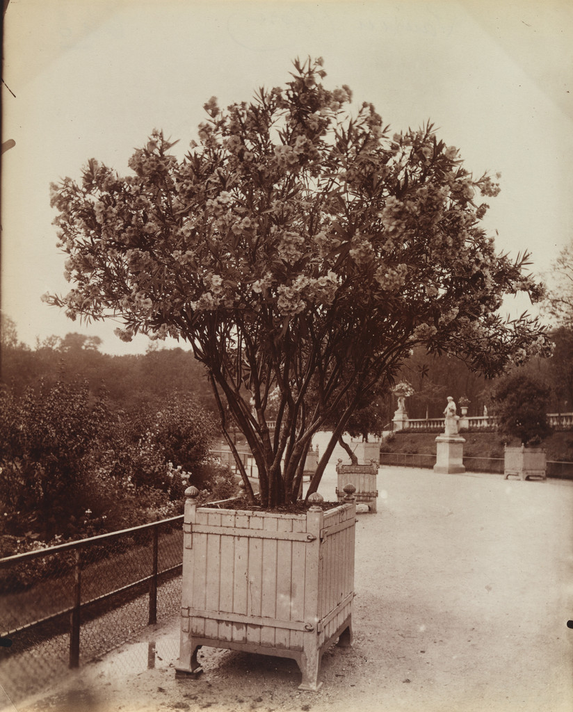 Laurier-Rose