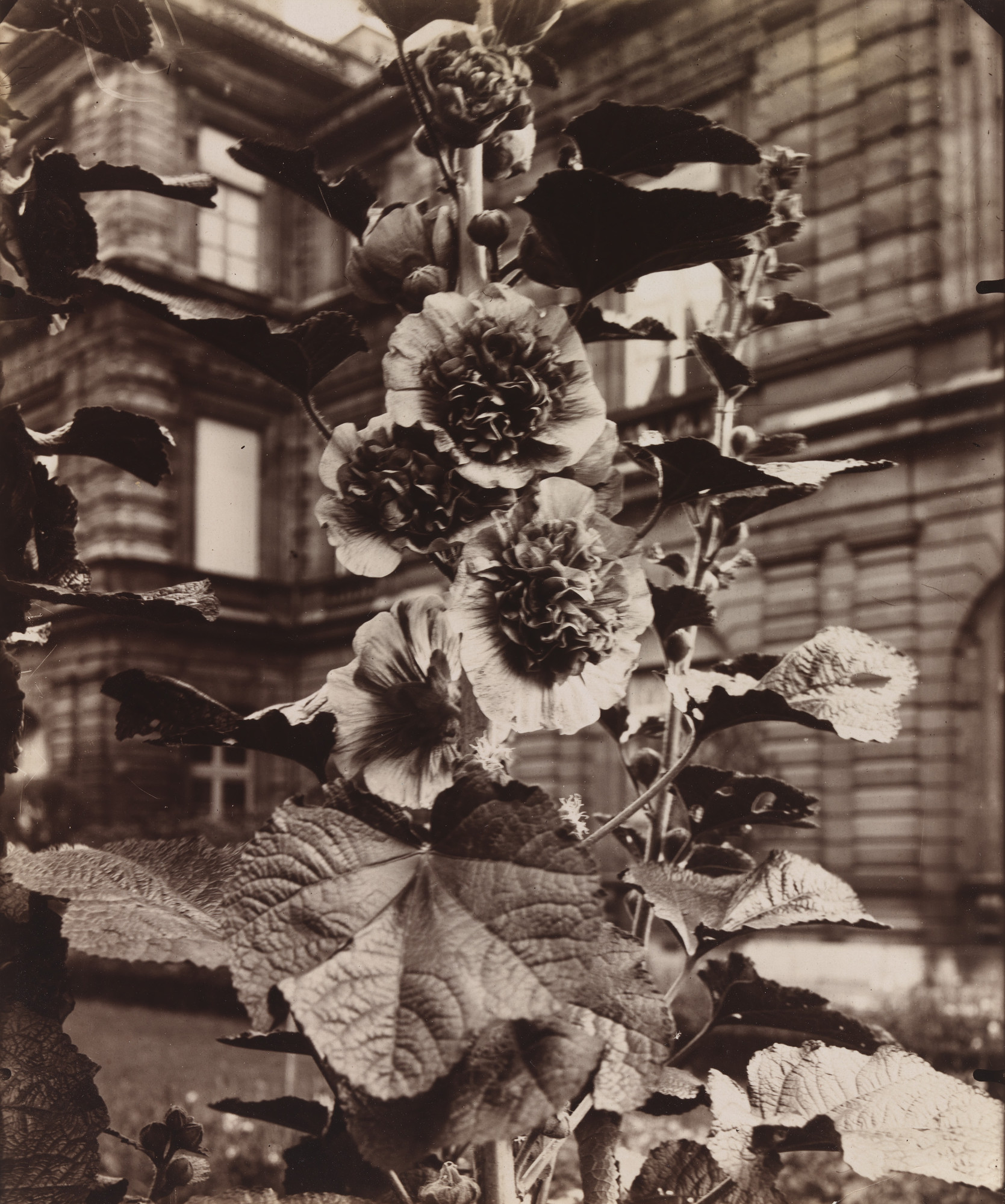 Eugène Atget. Roses trémières