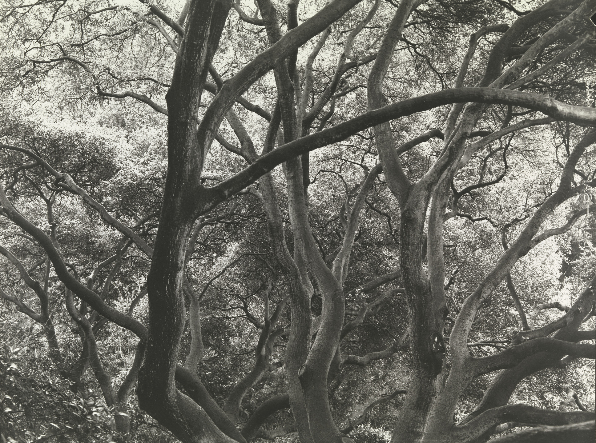 Dorothea Lange. Sunlit Oak. c. 1957