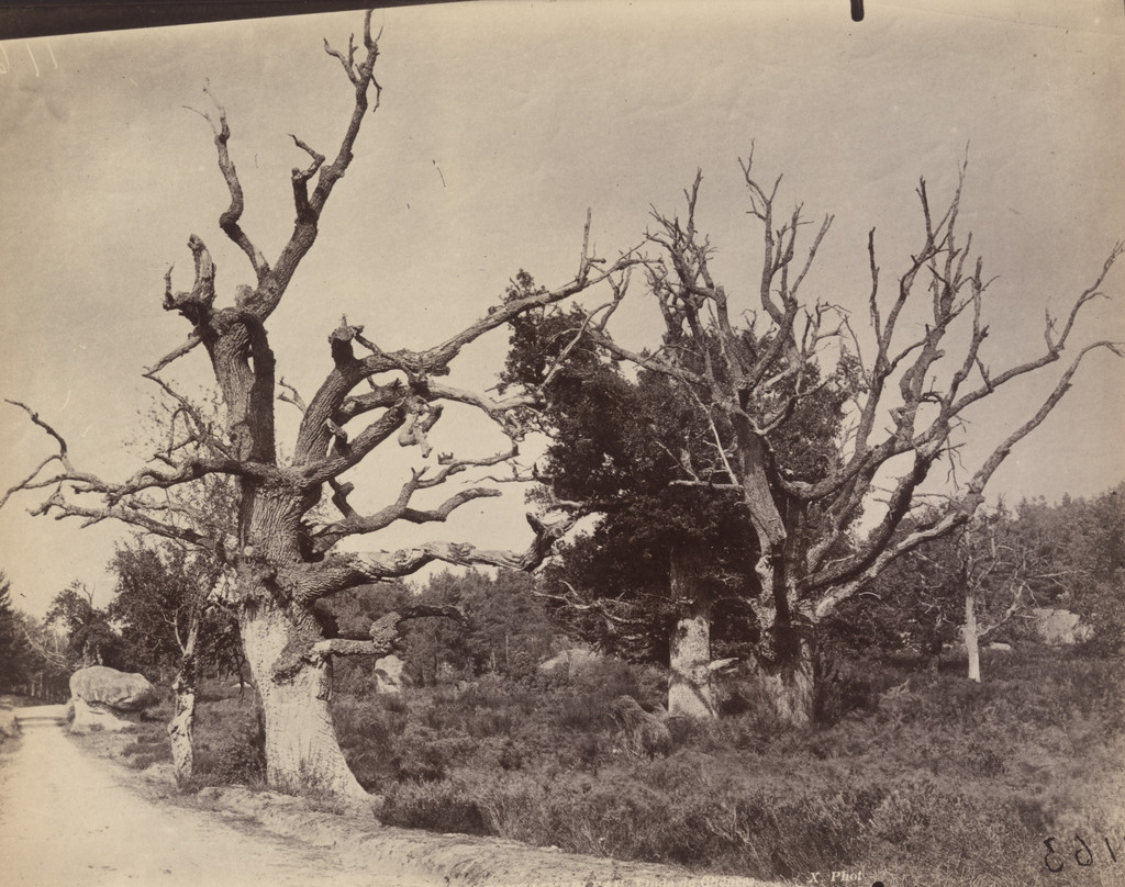 Fontainebleau. Chêne