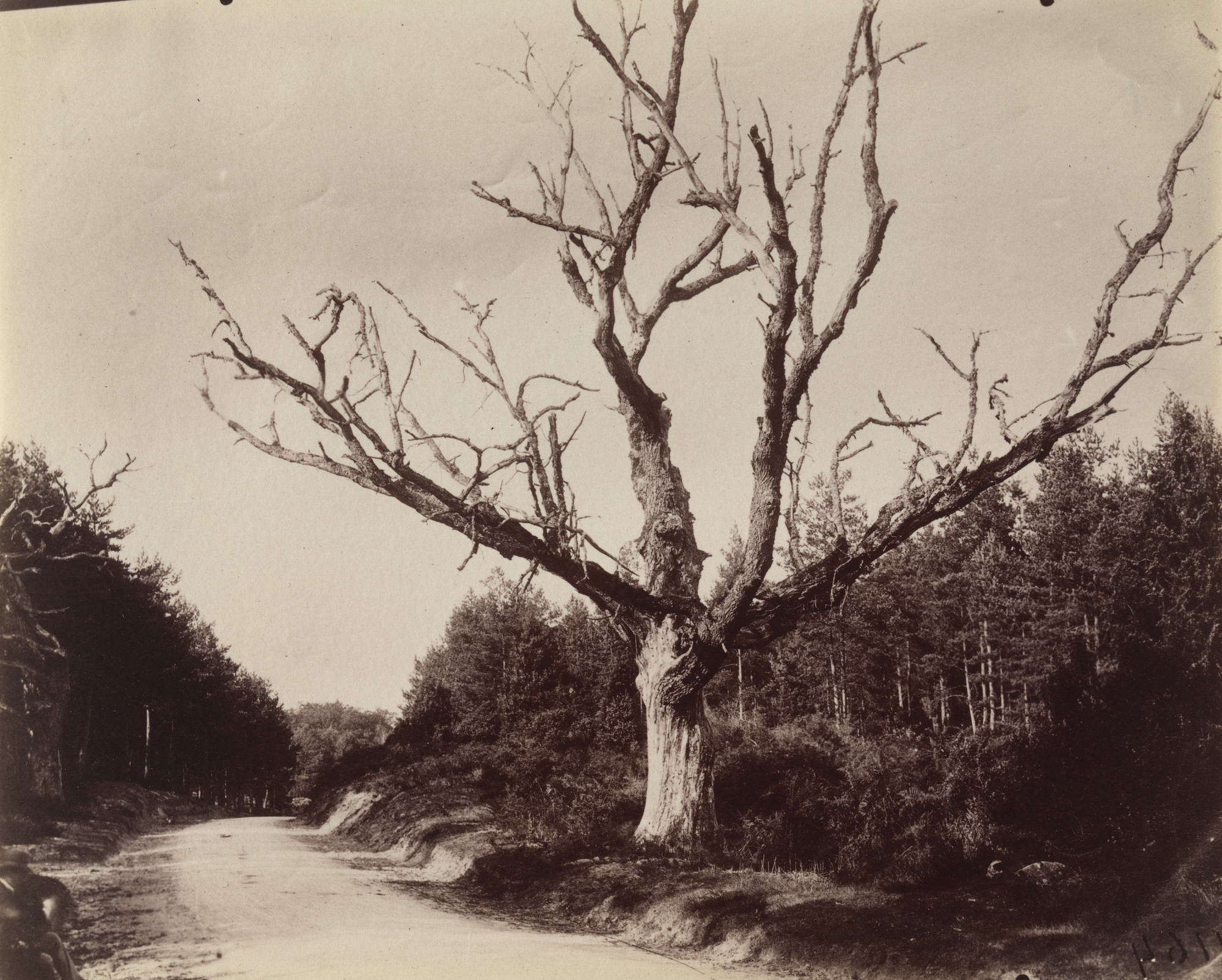 Eugène Atget. Fontainebleau