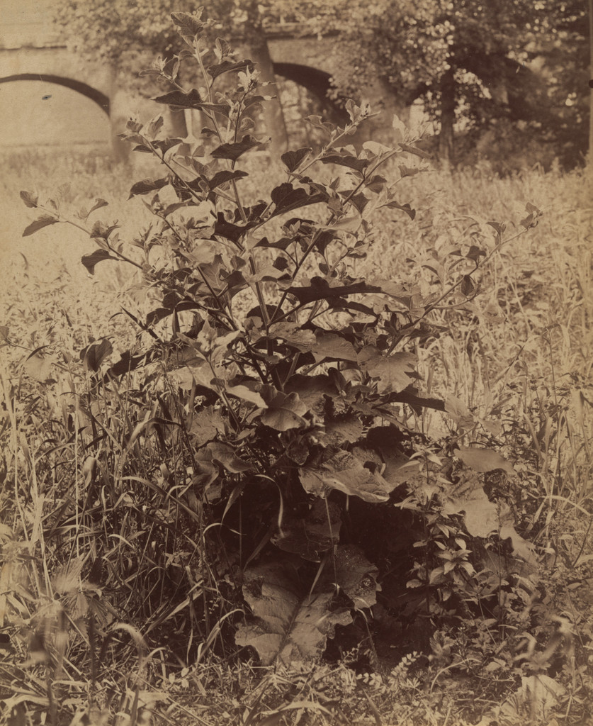 Untitled (plant)