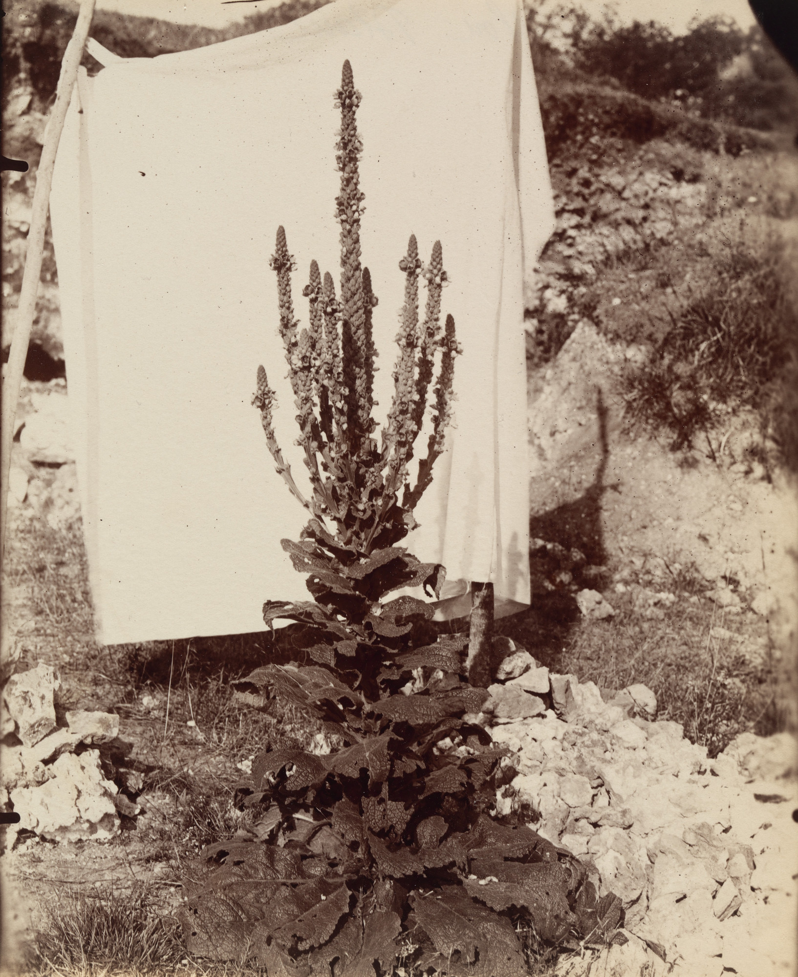 Eugène Atget. Bouillon-Blanc