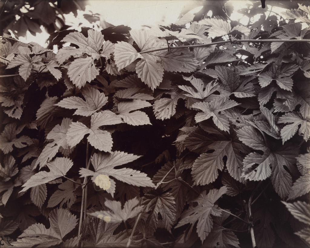 Houblon