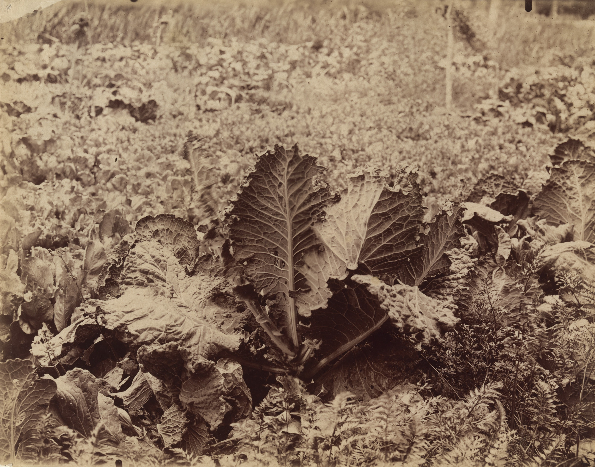 Eugène Atget. Choux