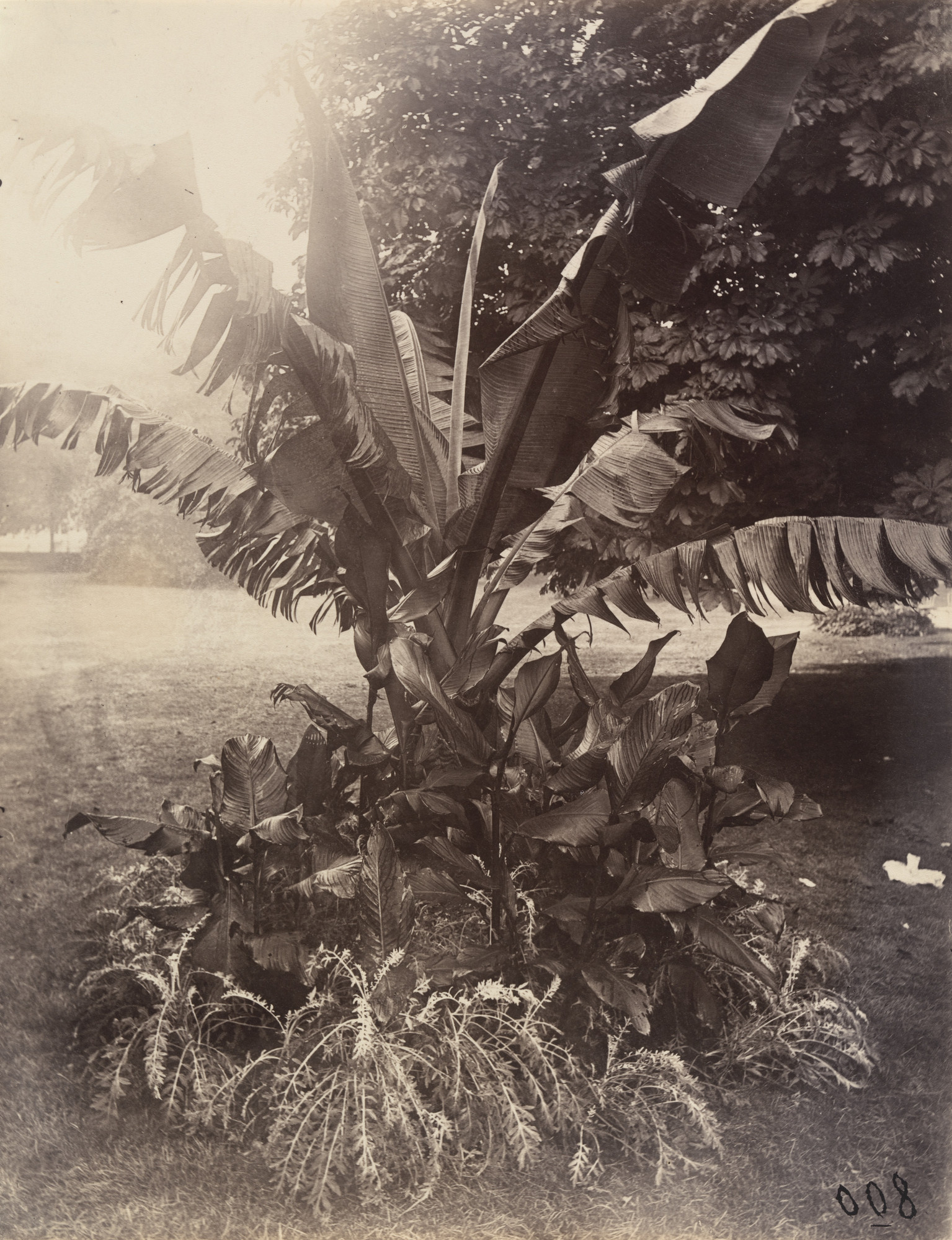 Eugène Atget. Bananier