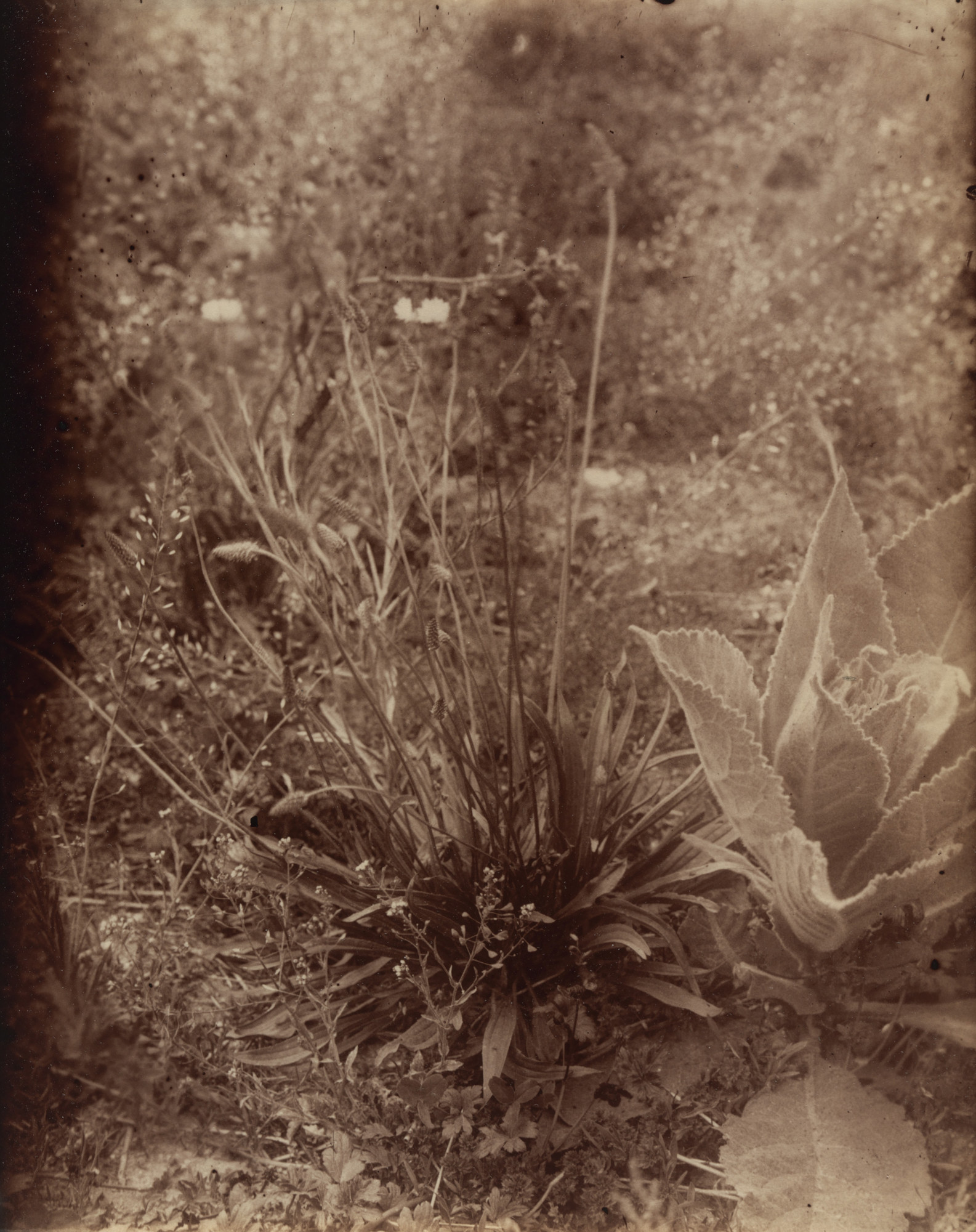Eugène Atget. Plantain