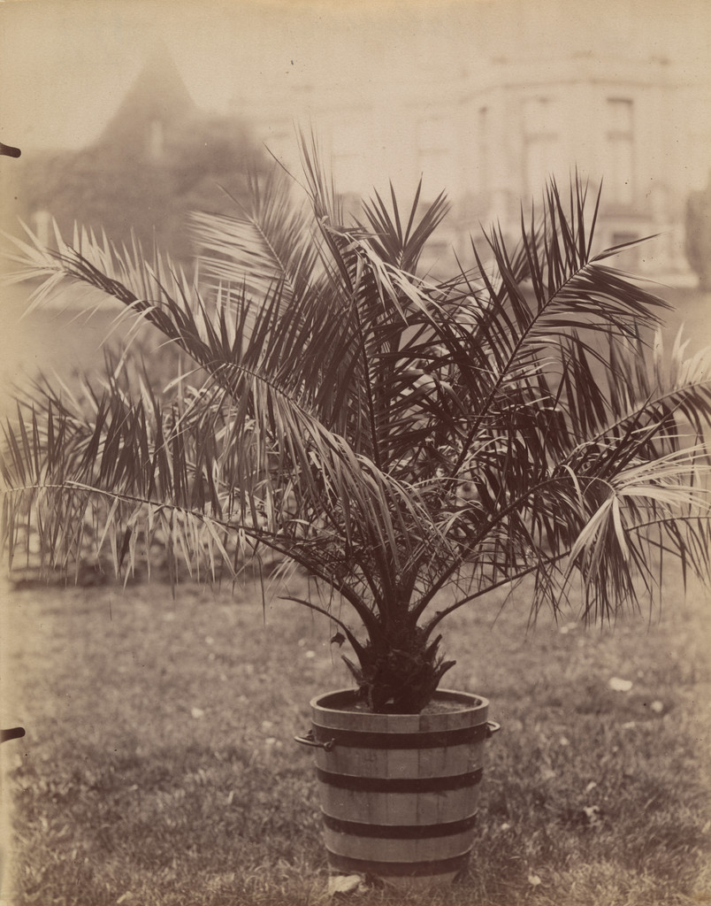 Palmier