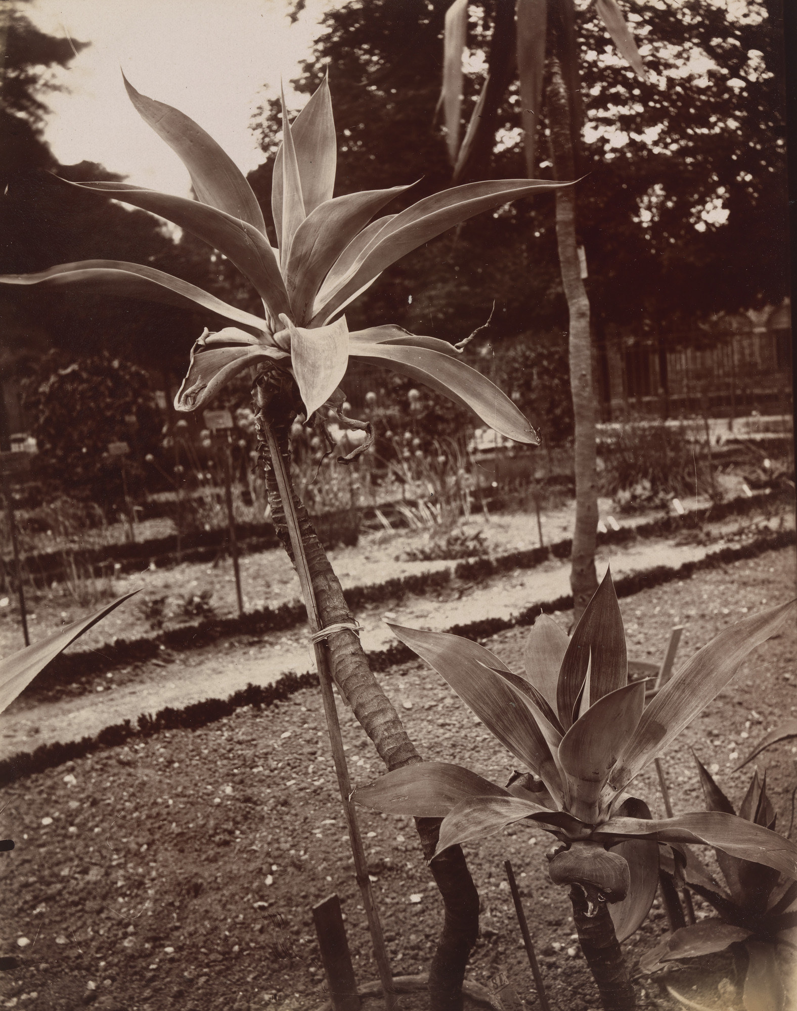 Eugène Atget. Plante du Mexique