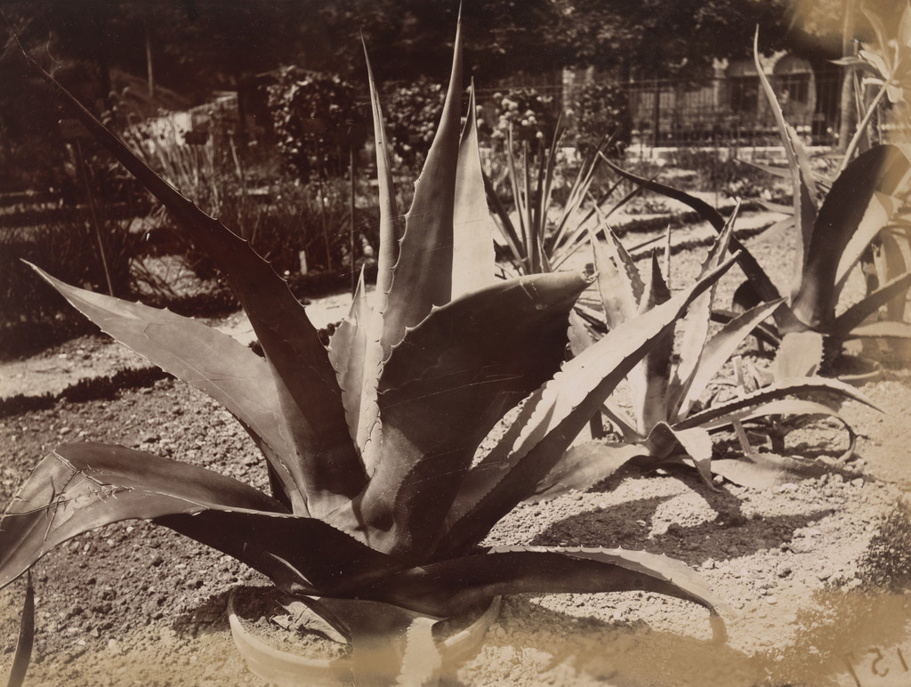 Agave du Mexique
