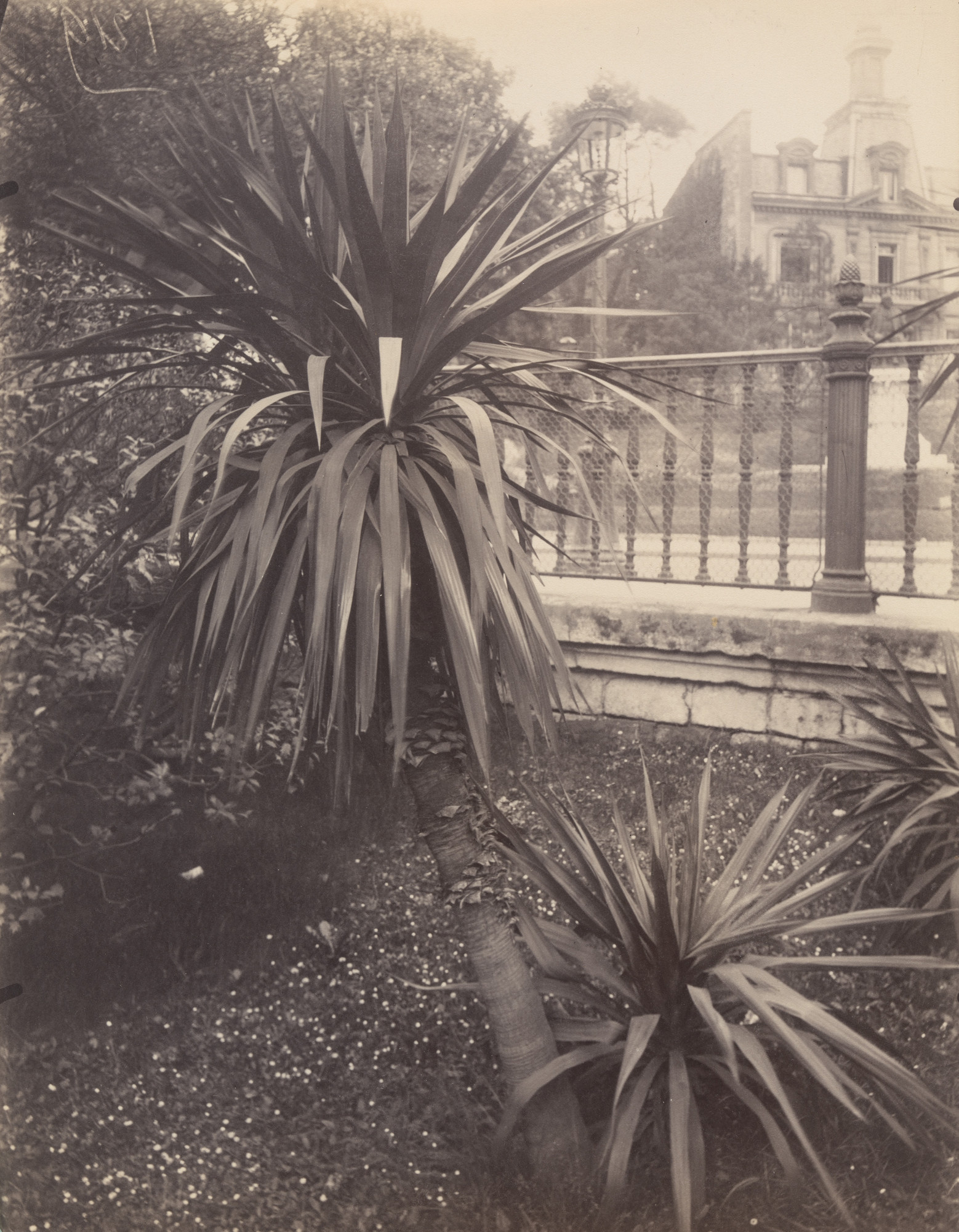 Eugène Atget. Plantes