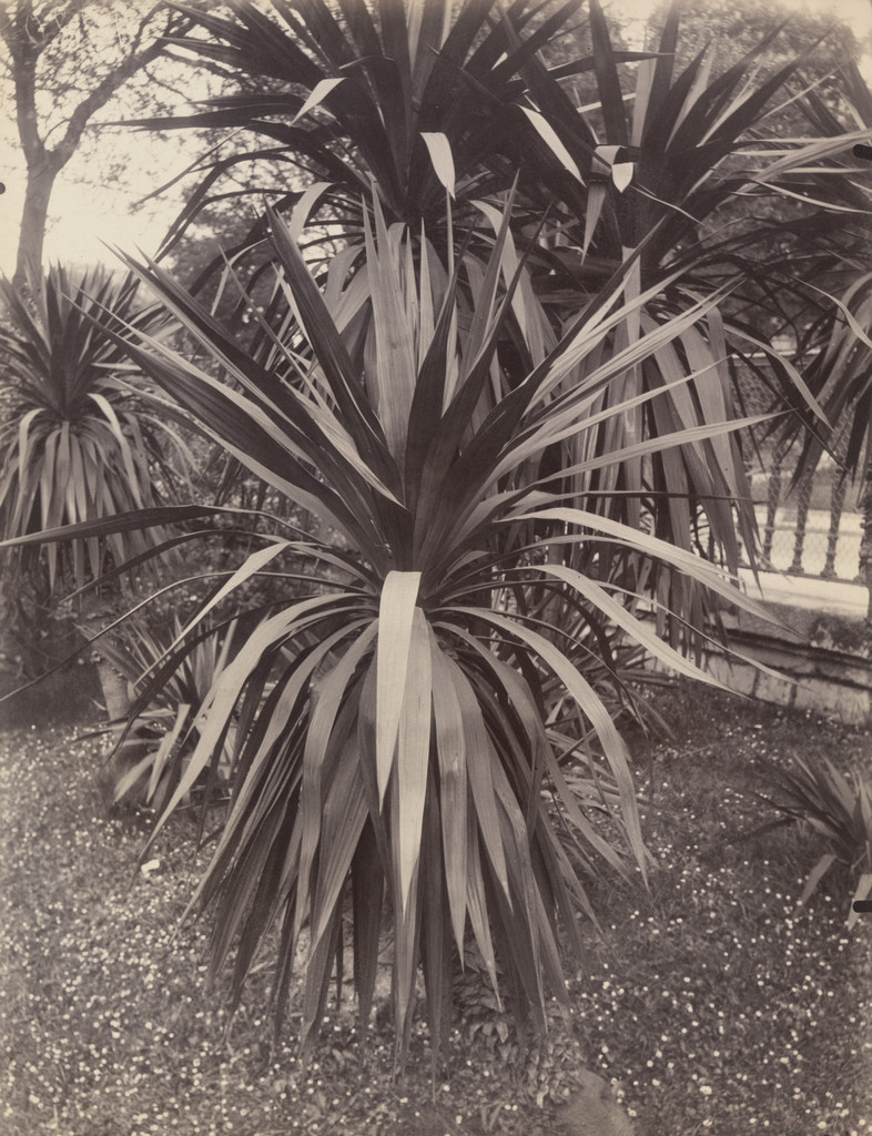 Yucca