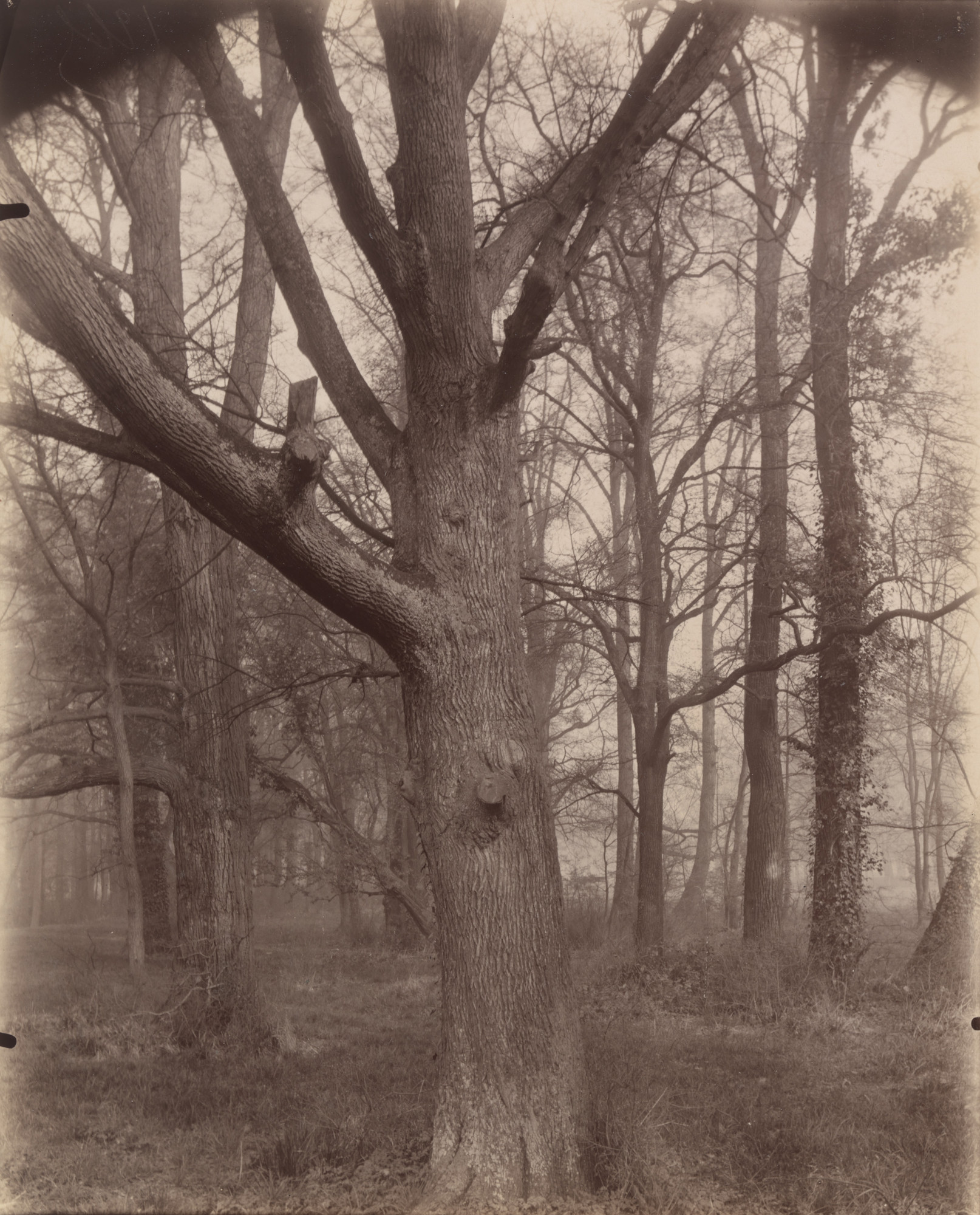 Eugène Atget. Saint-Cloud