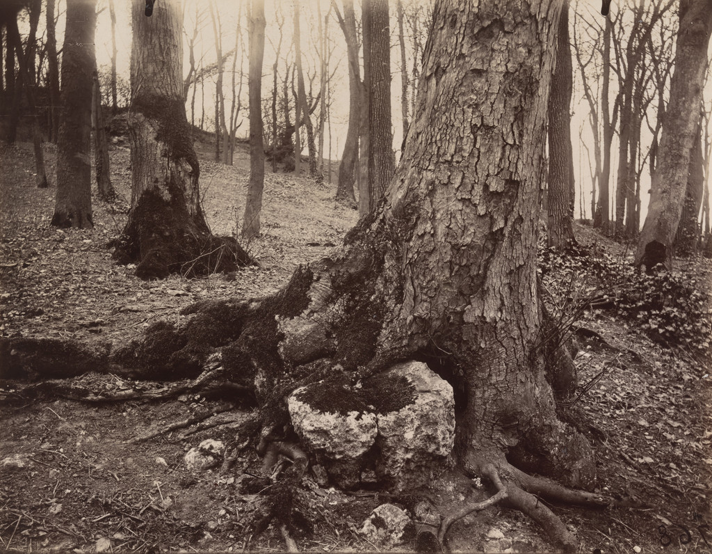 Saint-Cloud, arbre