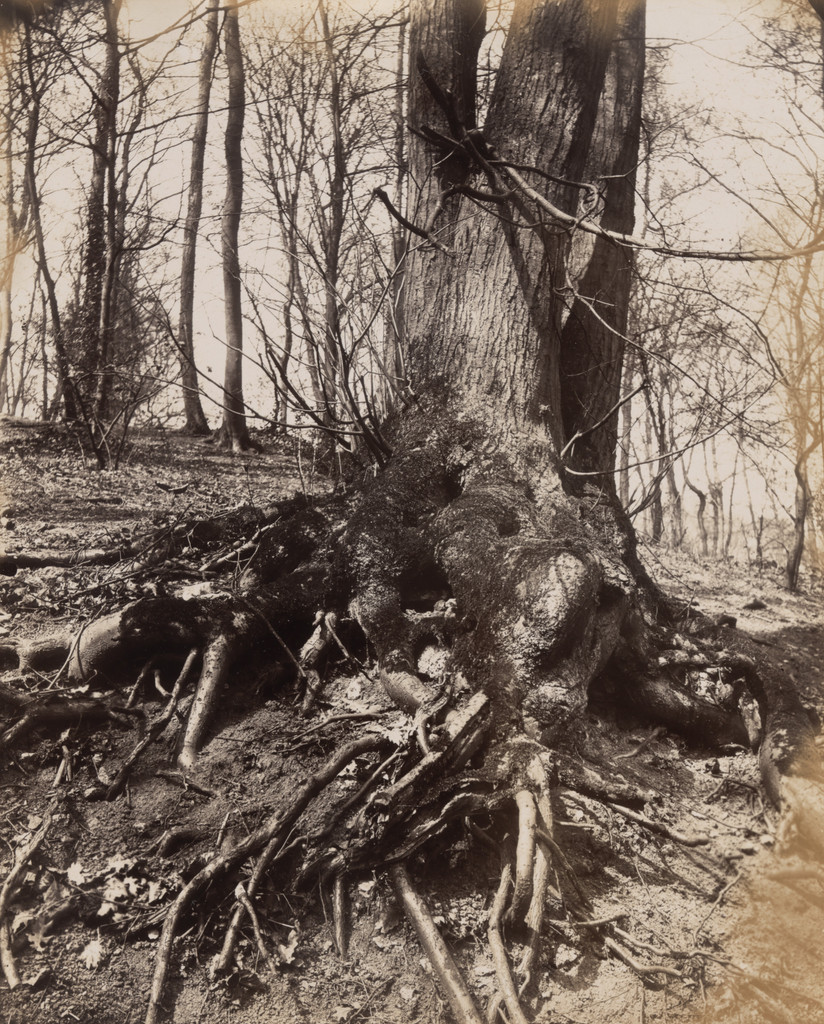 Saint-Cloud, Eugène Atget, 1910-14