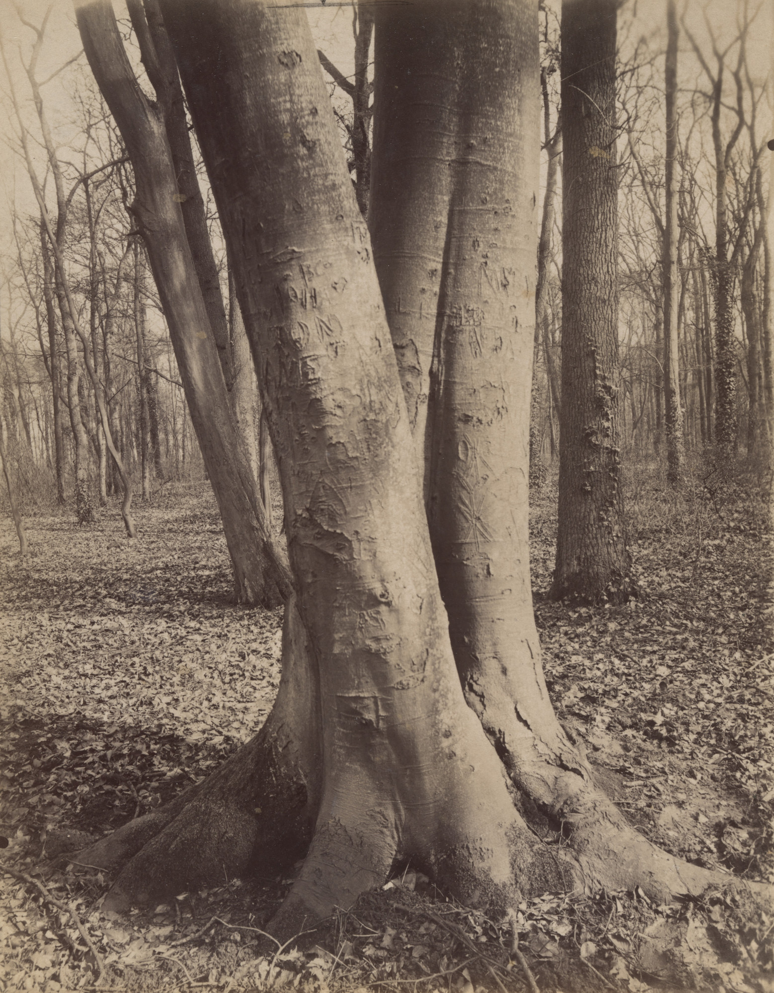 Eugène Atget. Saint-Cloud