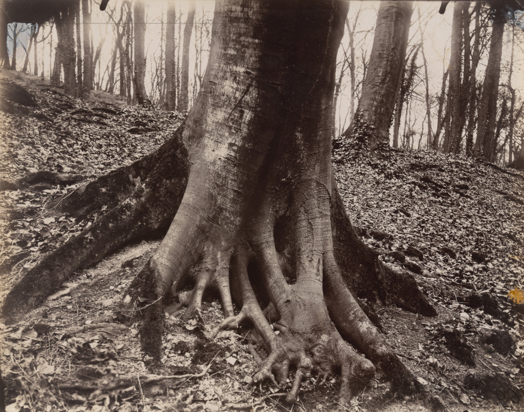 Saint-Cloud, arbre