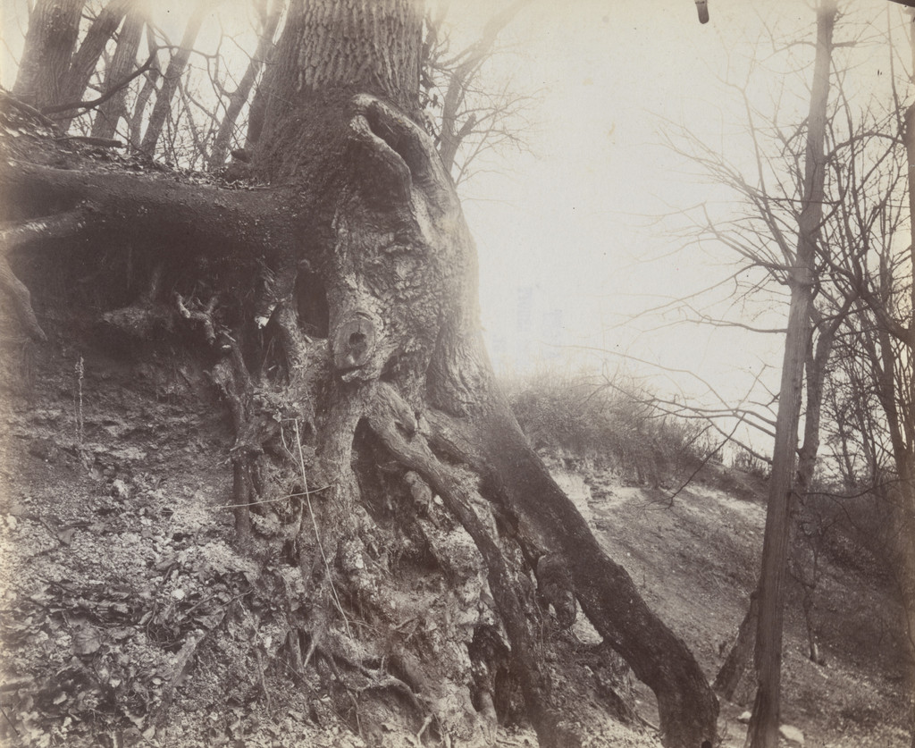 Saint-Cloud, Eugène Atget, 1915-19