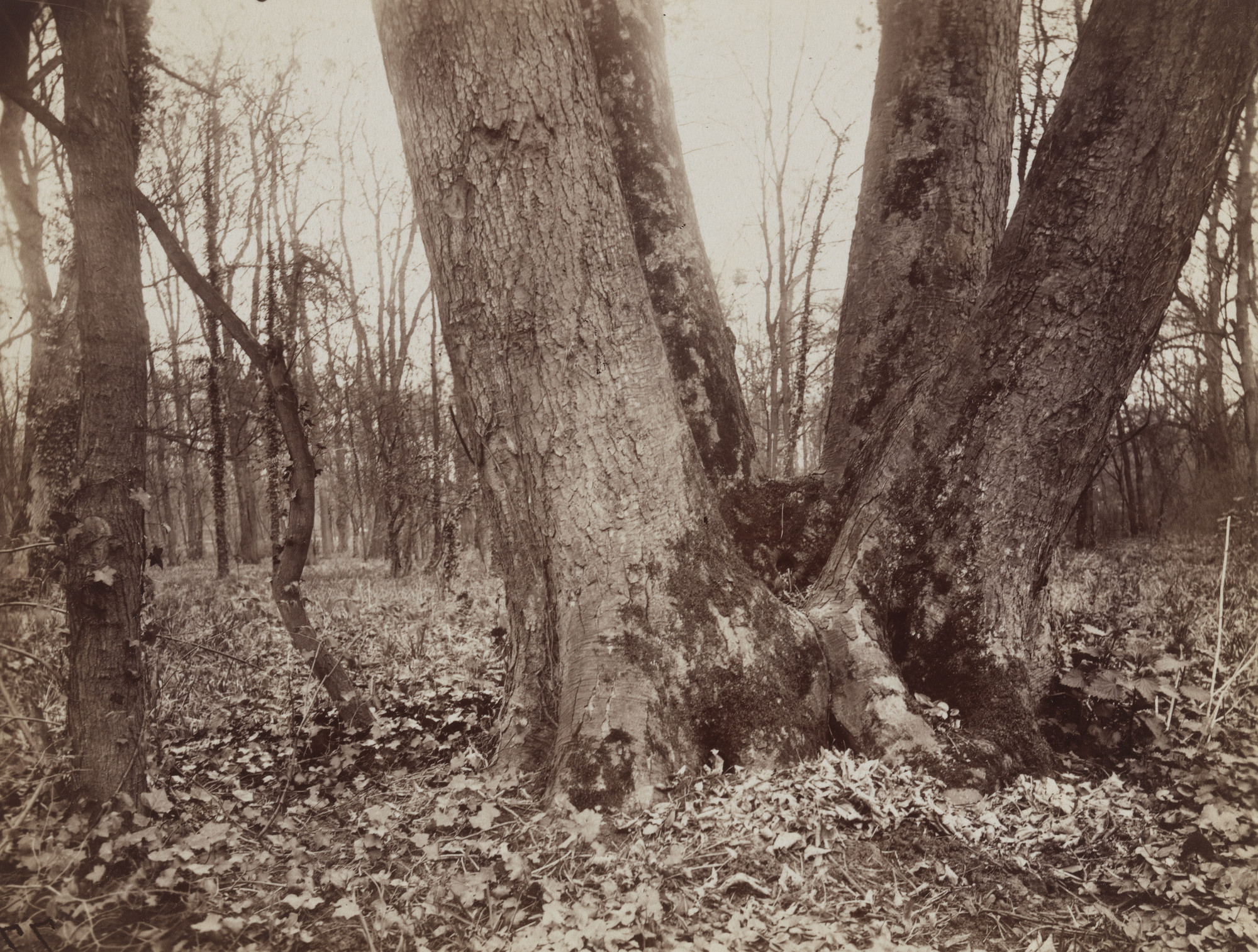 Eugène Atget. Saint-Cloud