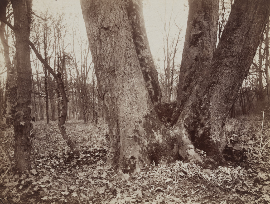 Saint-Cloud, Eugène Atget, 1915-19