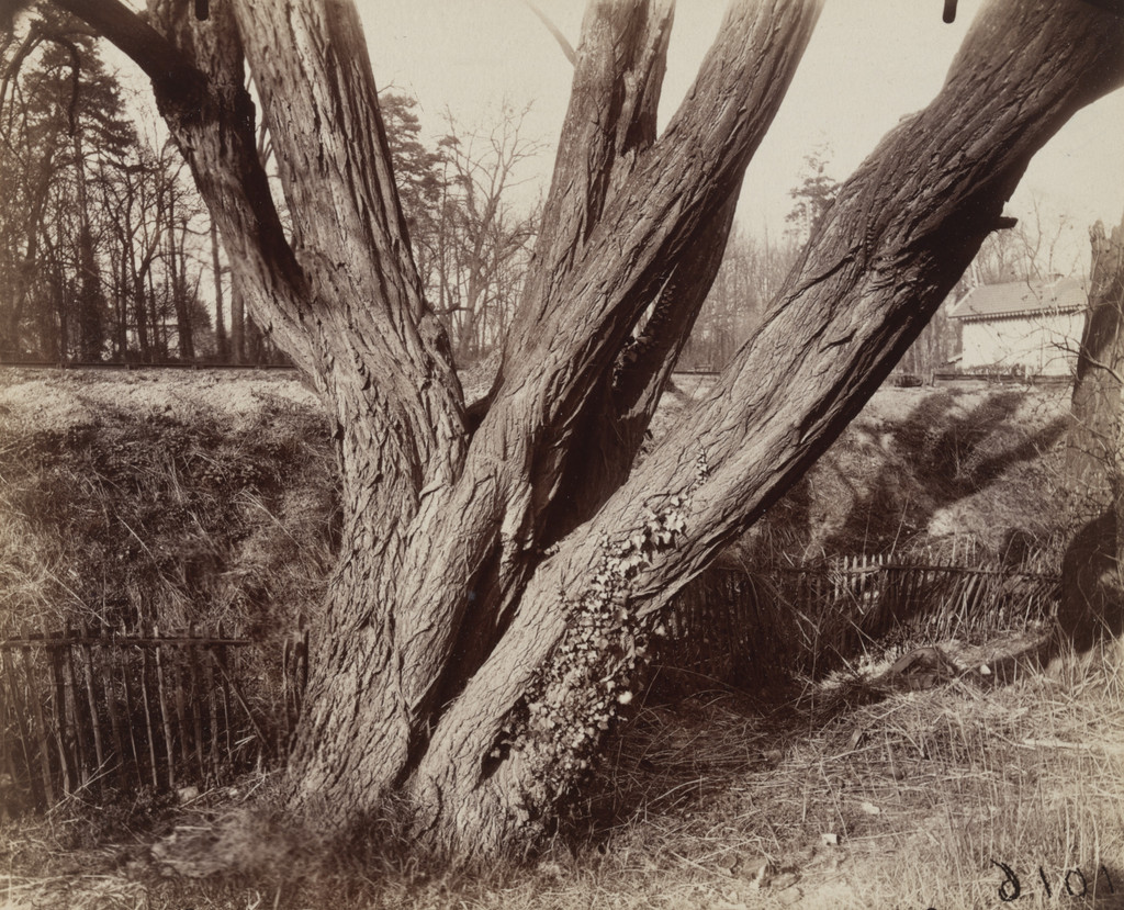 Saint-Cloud, Acacia