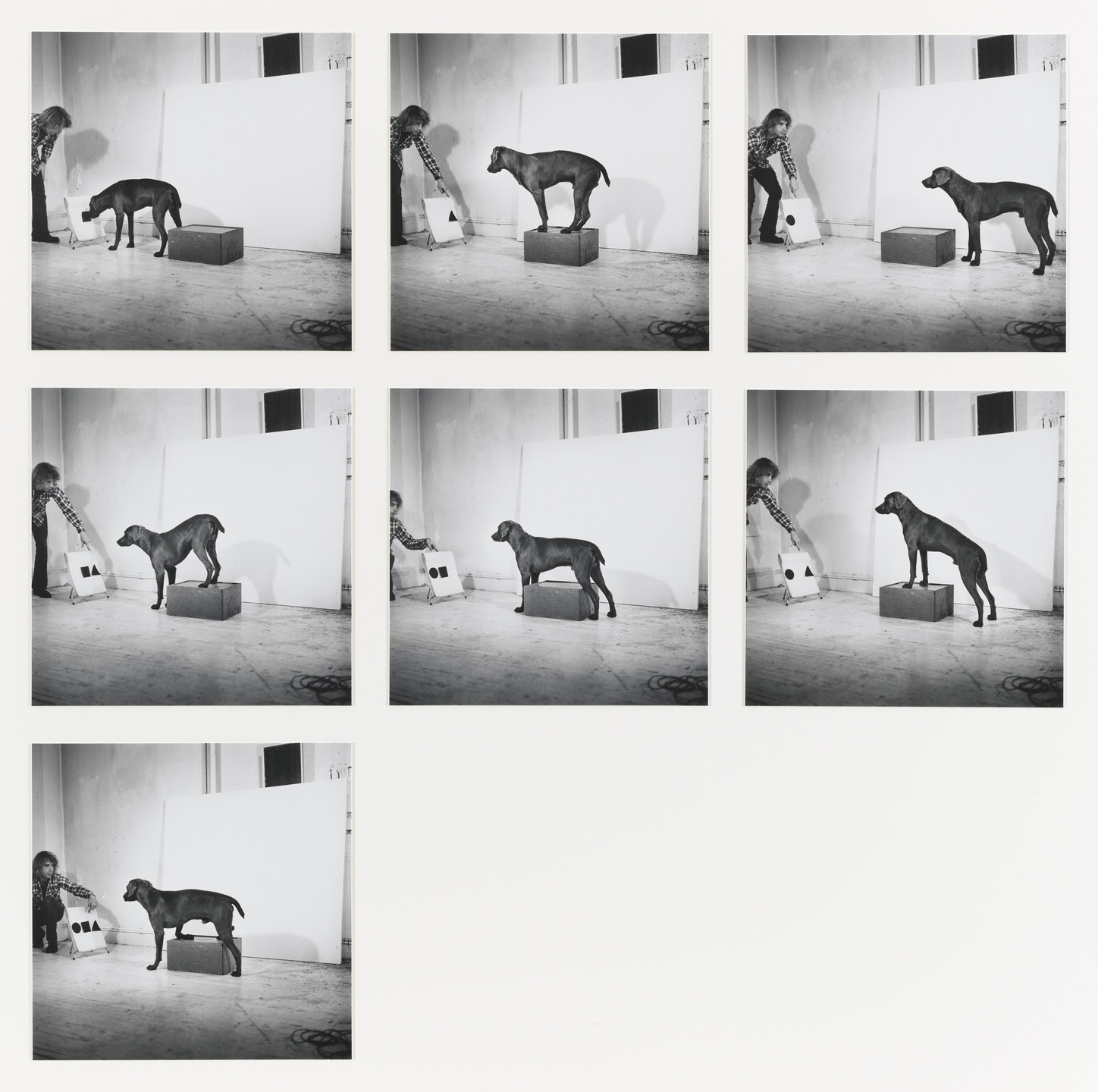 William Wegman. Before, On, After Permutations I. 1972